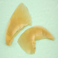 味付ふかひれ 10枚入